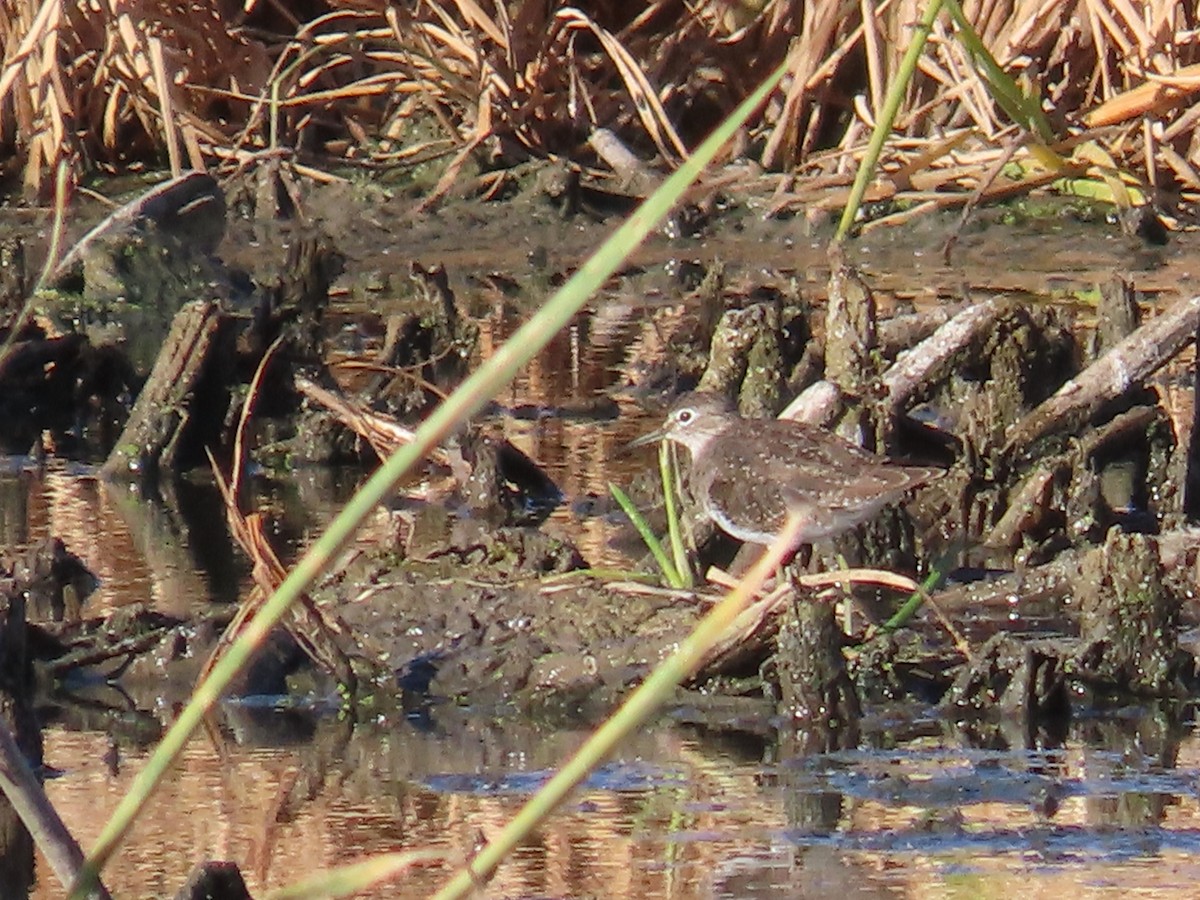 Solitary Sandpiper - ML644560781