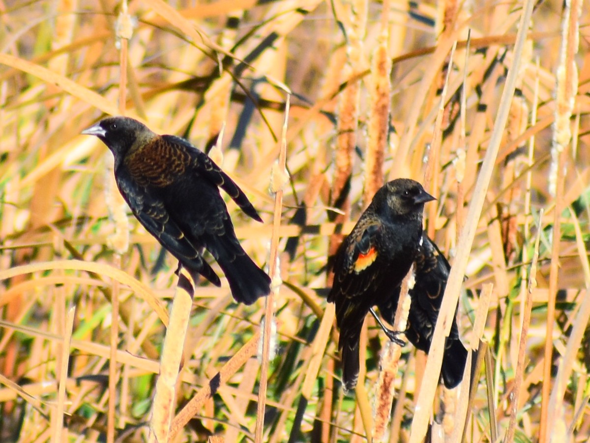 vlhovec červenokřídlý - ML644560791