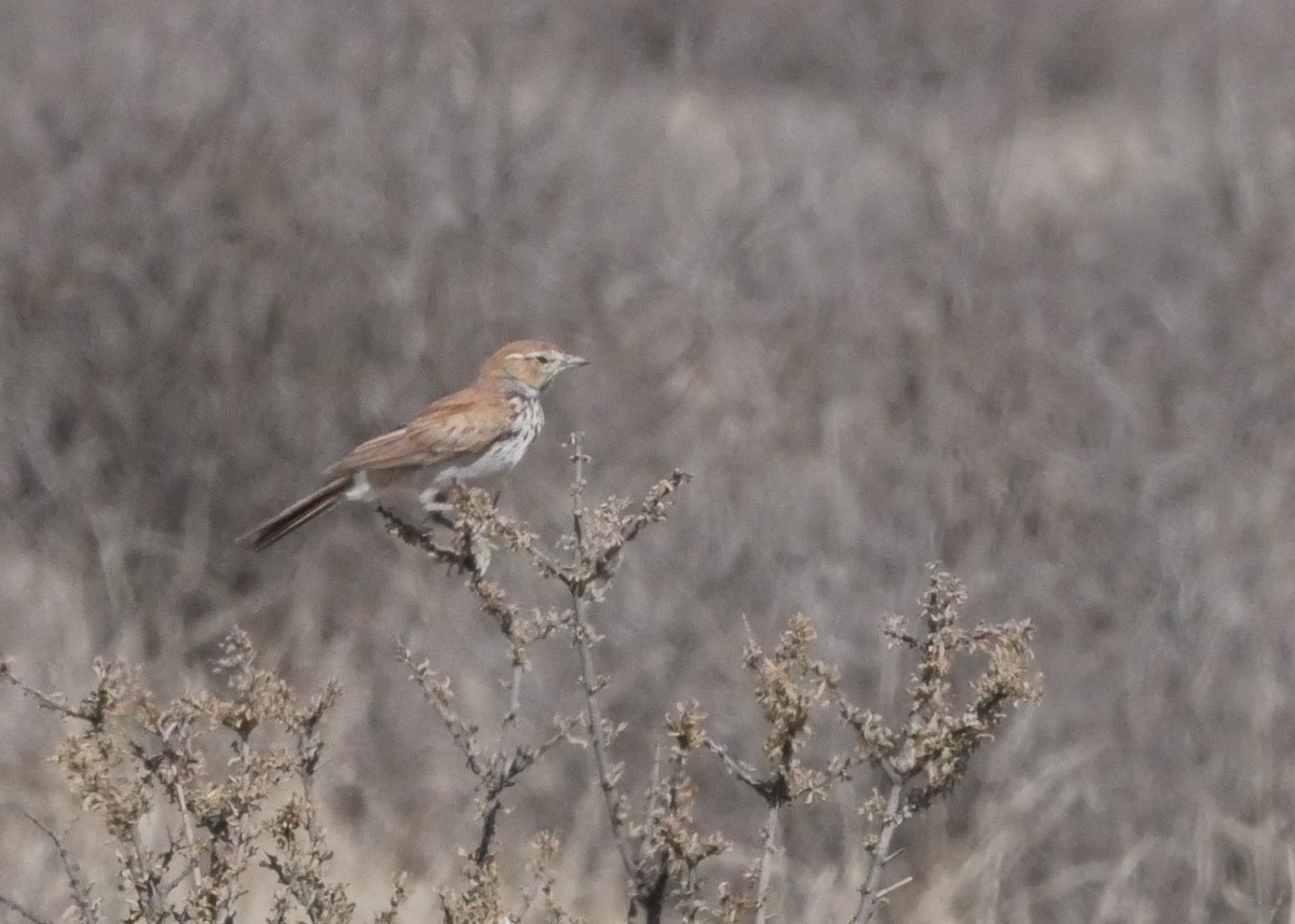 Red Lark - ML644560795
