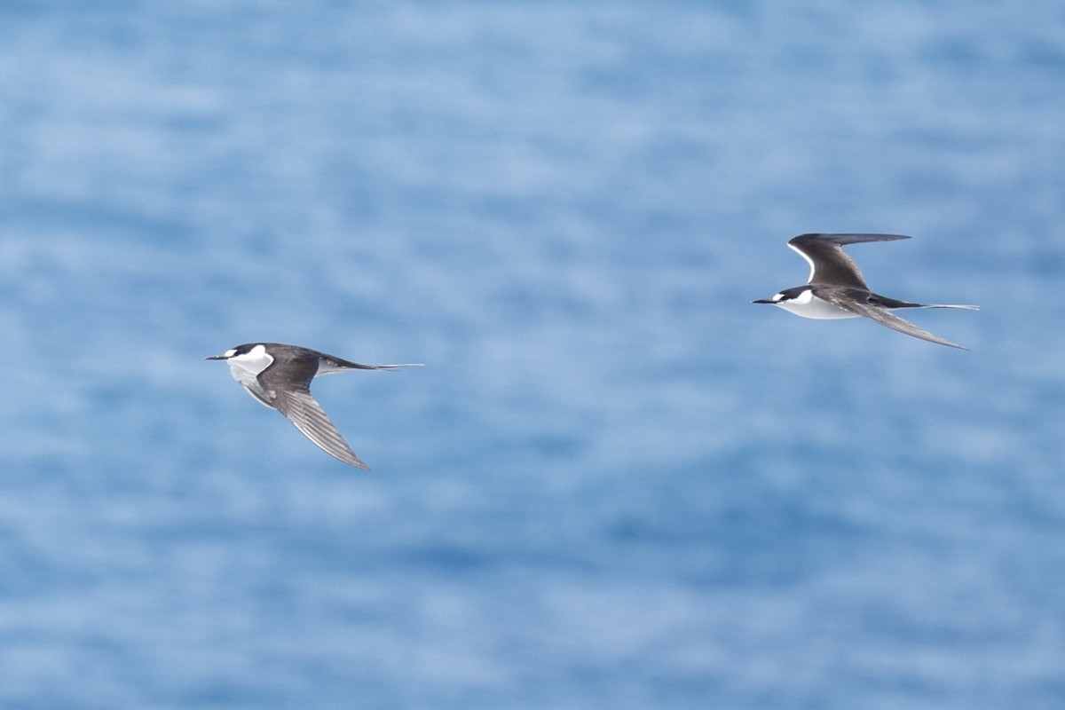 Txenada iluna - ML644560797