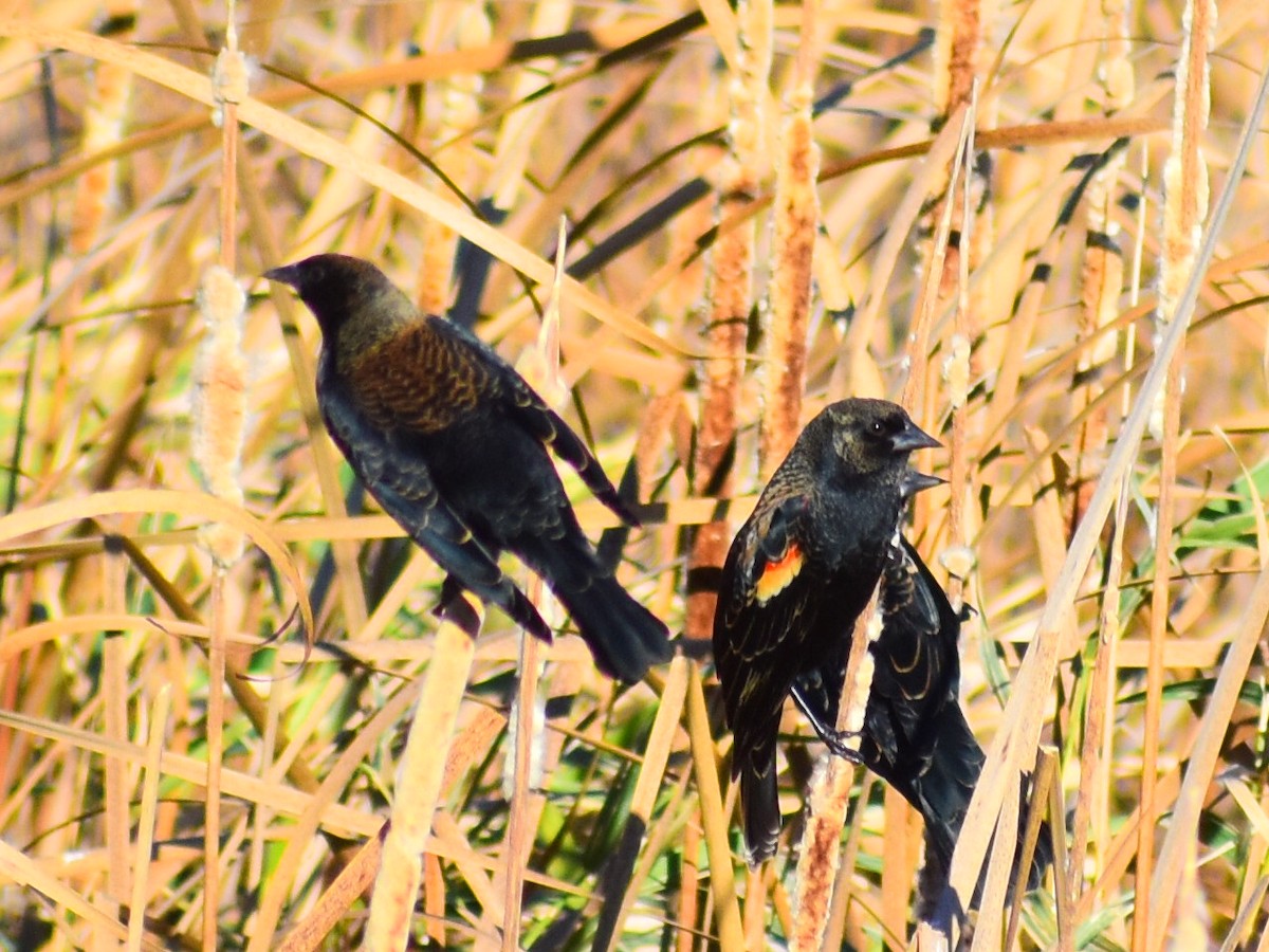 vlhovec červenokřídlý - ML644560799