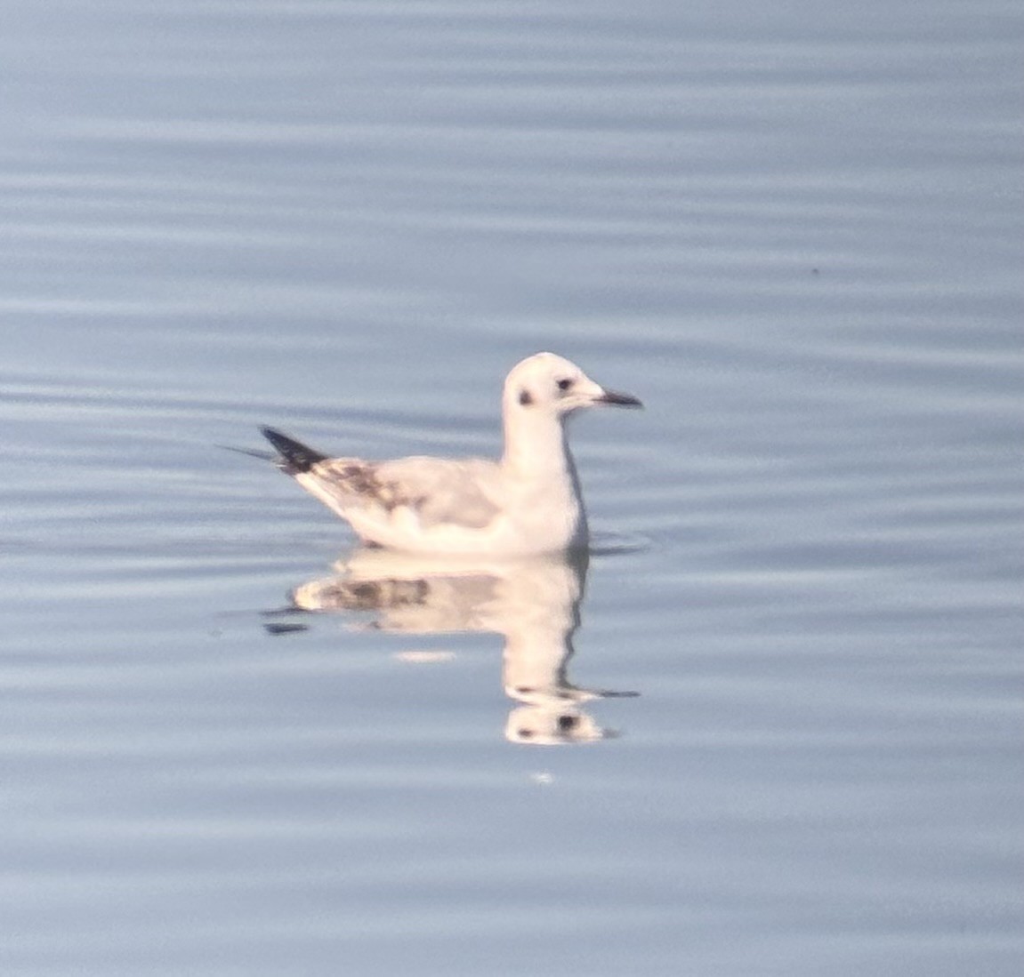 Bonaparte's Gull - ML644560800