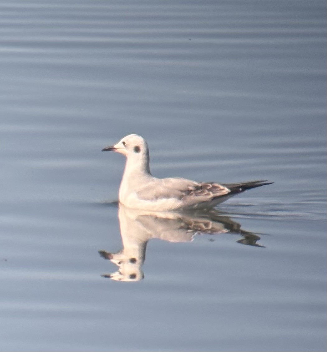 Bonaparte's Gull - ML644560801