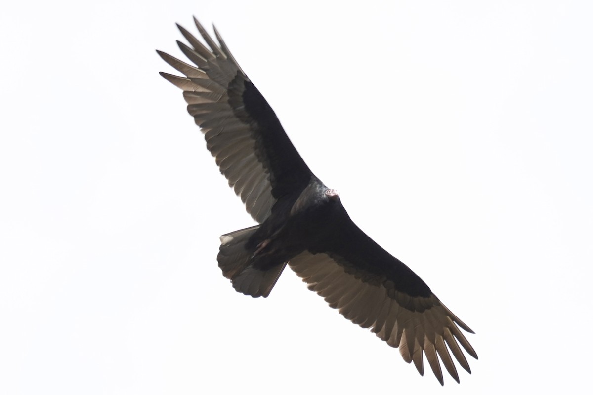 Turkey Vulture - ML644560805