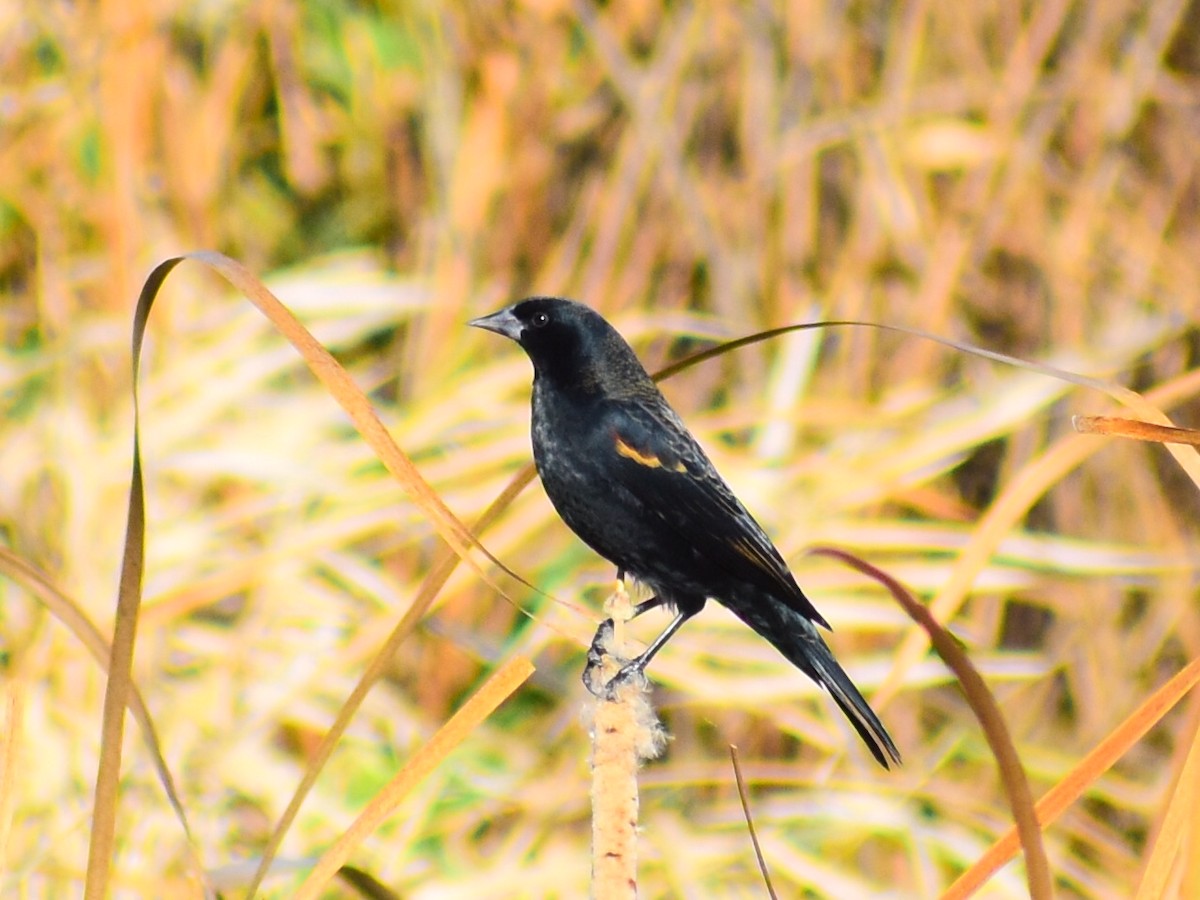 vlhovec červenokřídlý - ML644560808