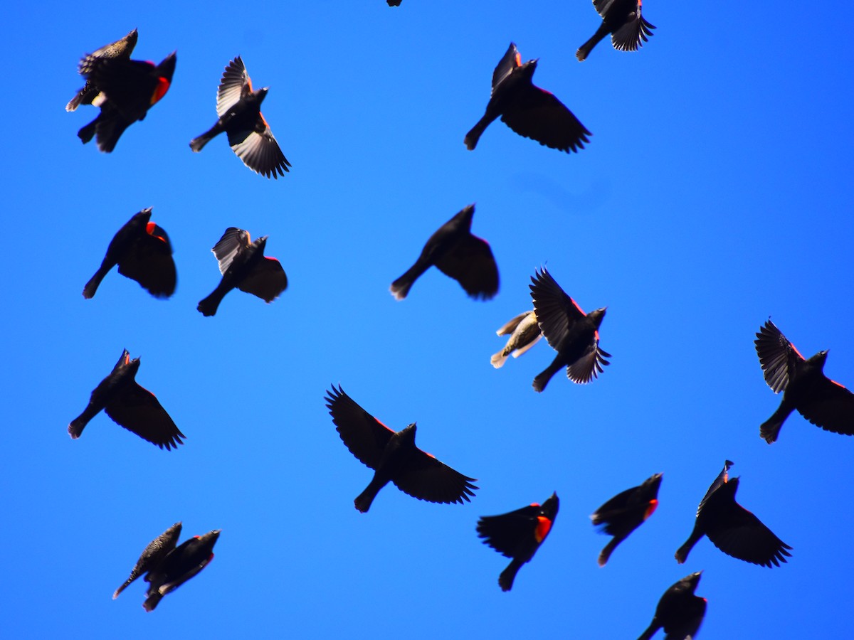 vlhovec červenokřídlý - ML644560817