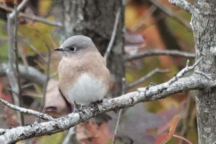 Eastern Bluebird - ML644560826