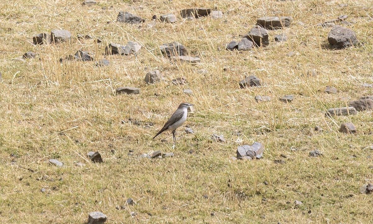 White-browed Ground-Tyrant - ML644560834