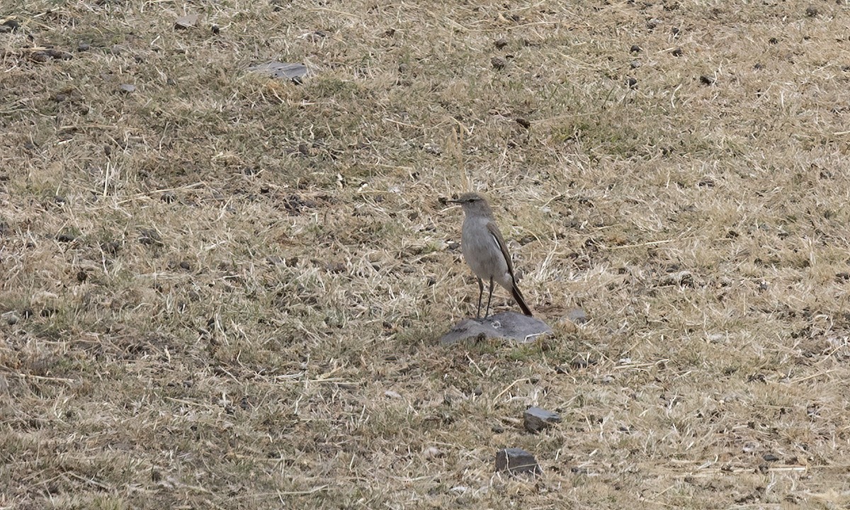 White-browed Ground-Tyrant - ML644560835