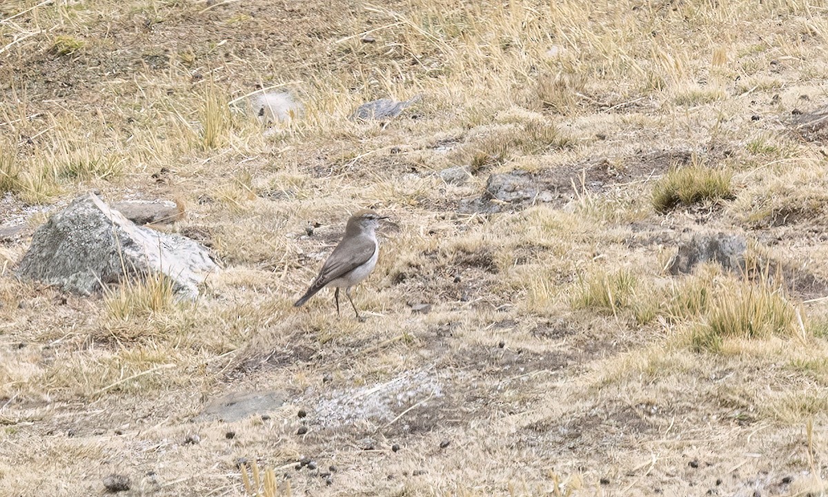 White-browed Ground-Tyrant - ML644560836