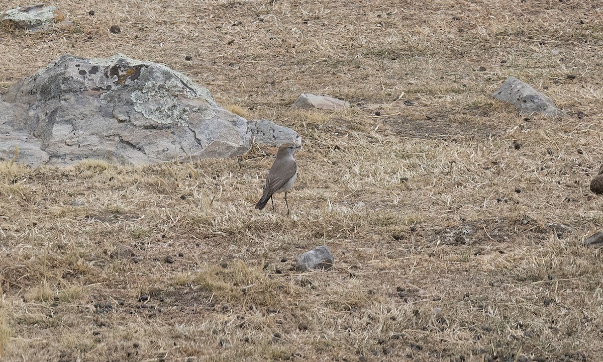 White-browed Ground-Tyrant - ML644560837