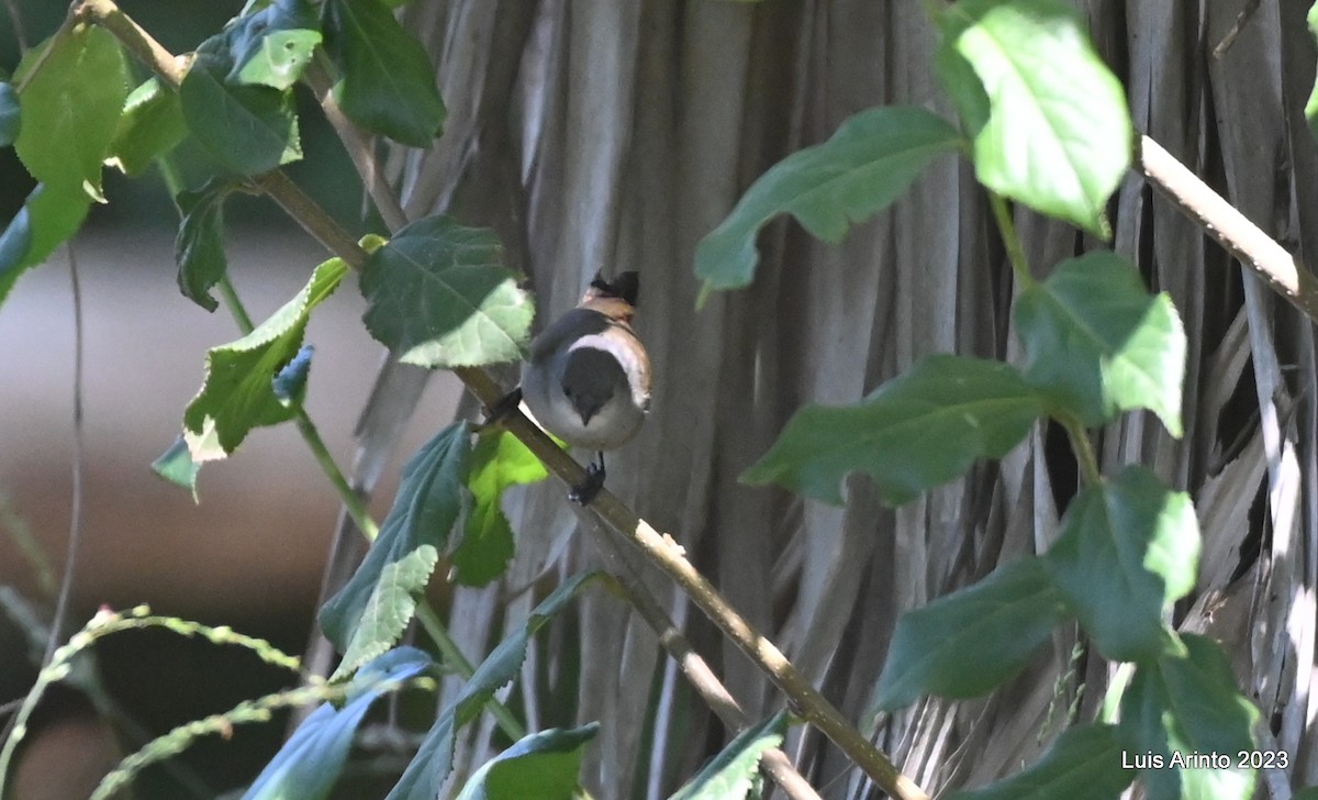 Астрильд ефіопський - ML644560840