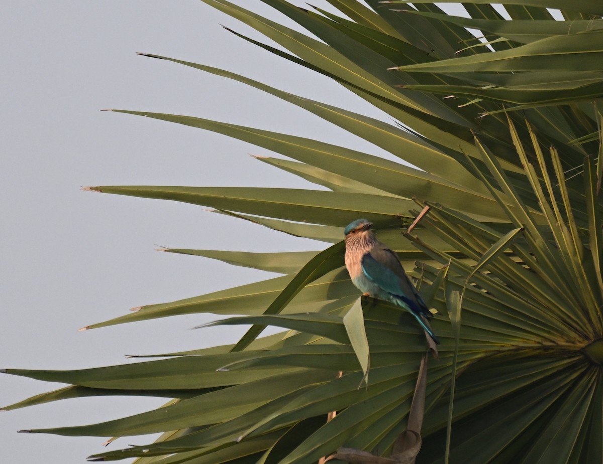 Bengalenracke - ML644560855