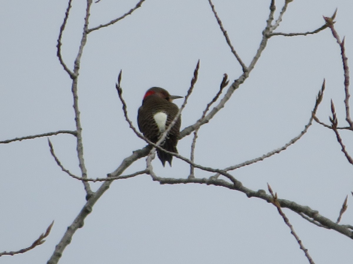 Northern Flicker - ML644560856