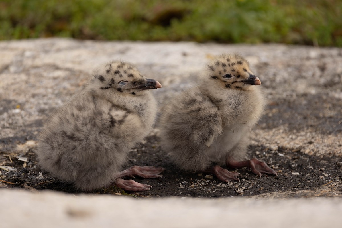 アメリカセグロカモメ - ML644560863