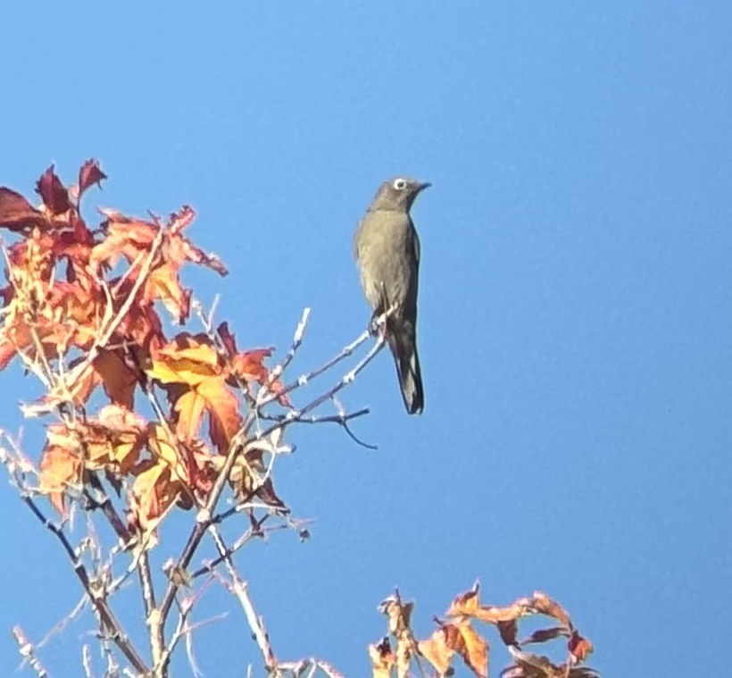 Townsend's Solitaire - ML644560864