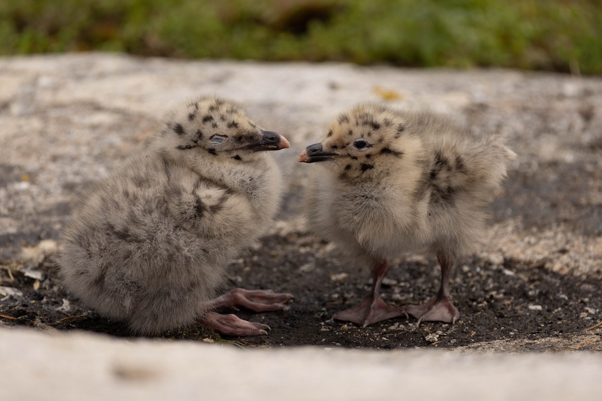 アメリカセグロカモメ - ML644560869