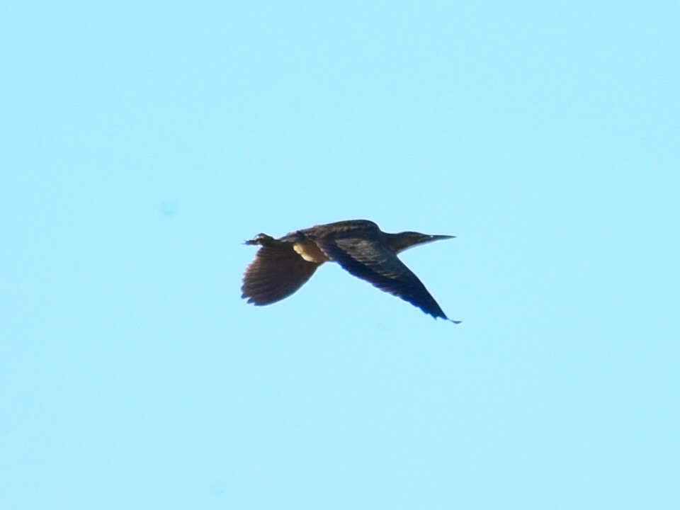 Butor d'Amérique - ML644560871