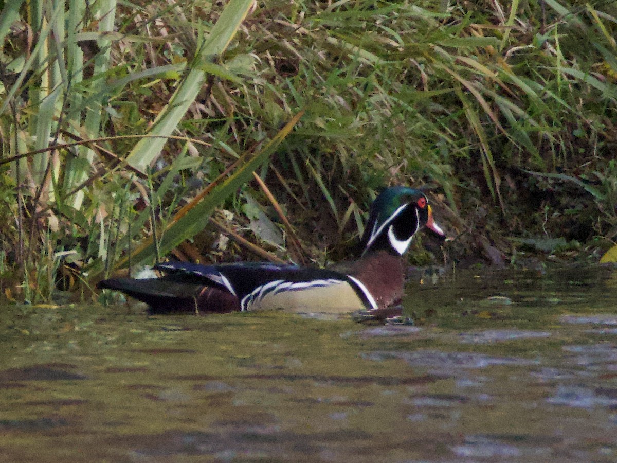 kachnička karolínská - ML644560873