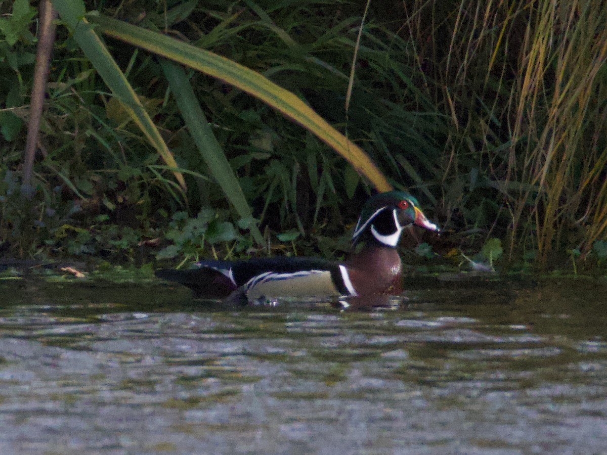 kachnička karolínská - ML644560874