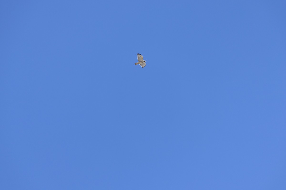 Канюк неоарктичний - ML644560875