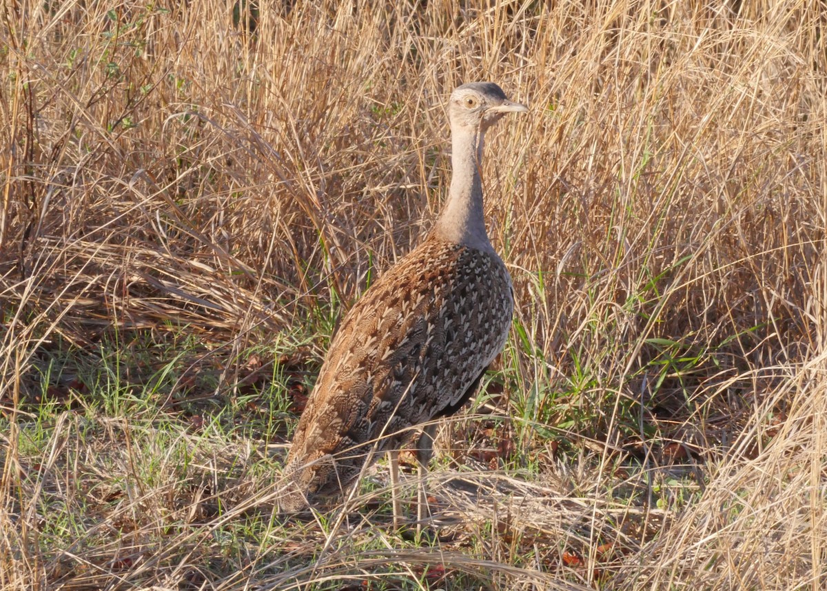 Red-crested Bustard - ML644560879