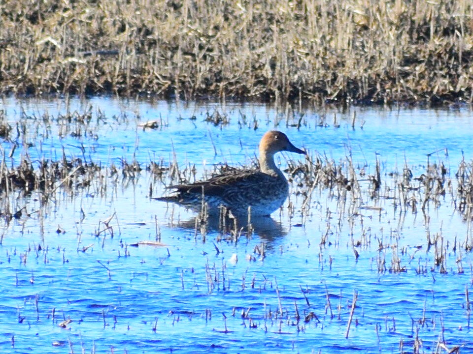 Canard pilet - ML644560890