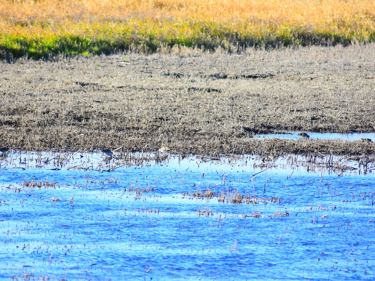 Bécassine de Wilson - ML644560894