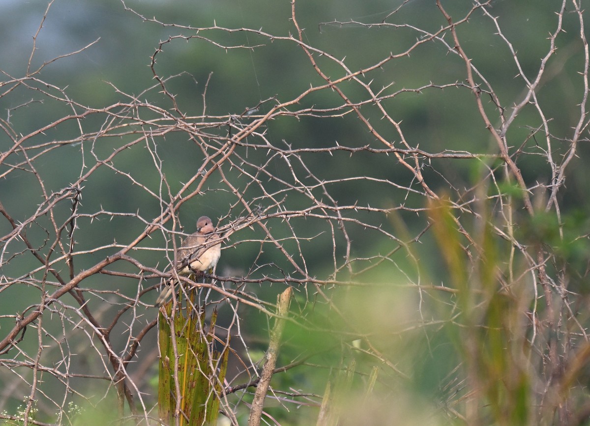 Laughing Dove - ML644560915