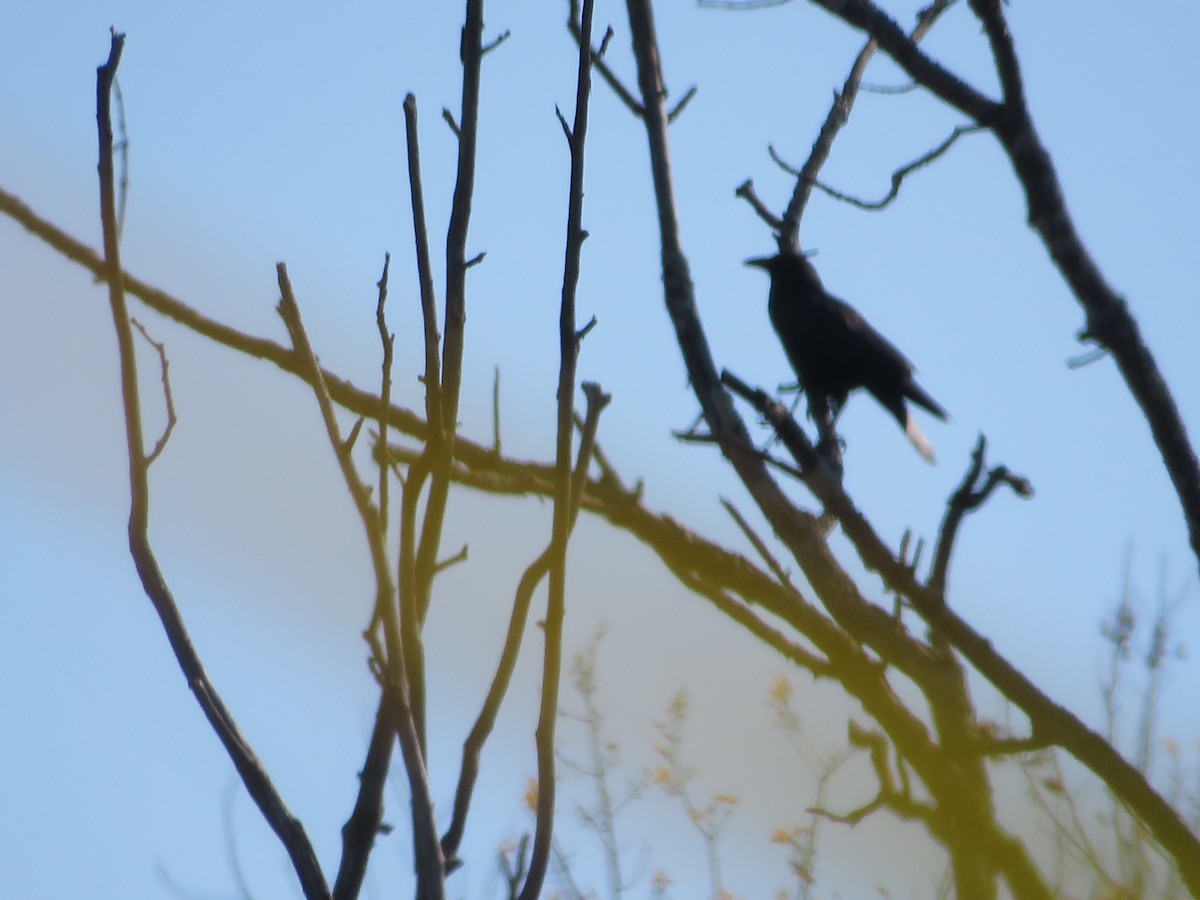 American Crow - ML644560920
