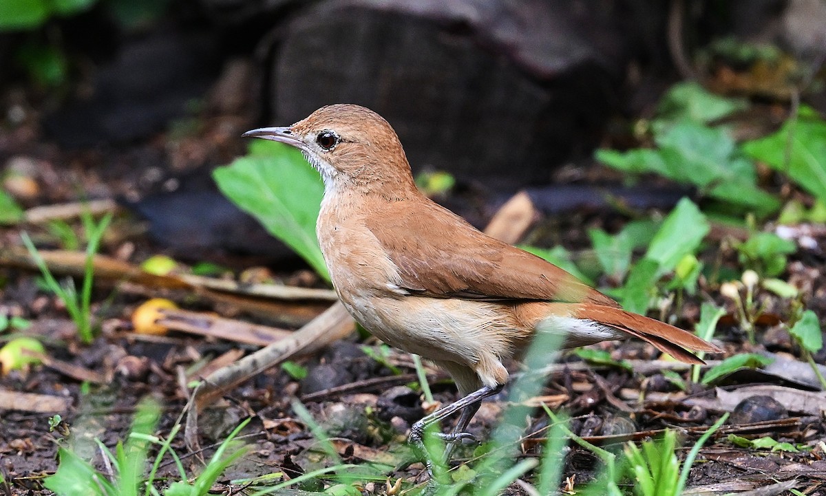 Pas Rengi Çömlekçikuşu - ML644560940