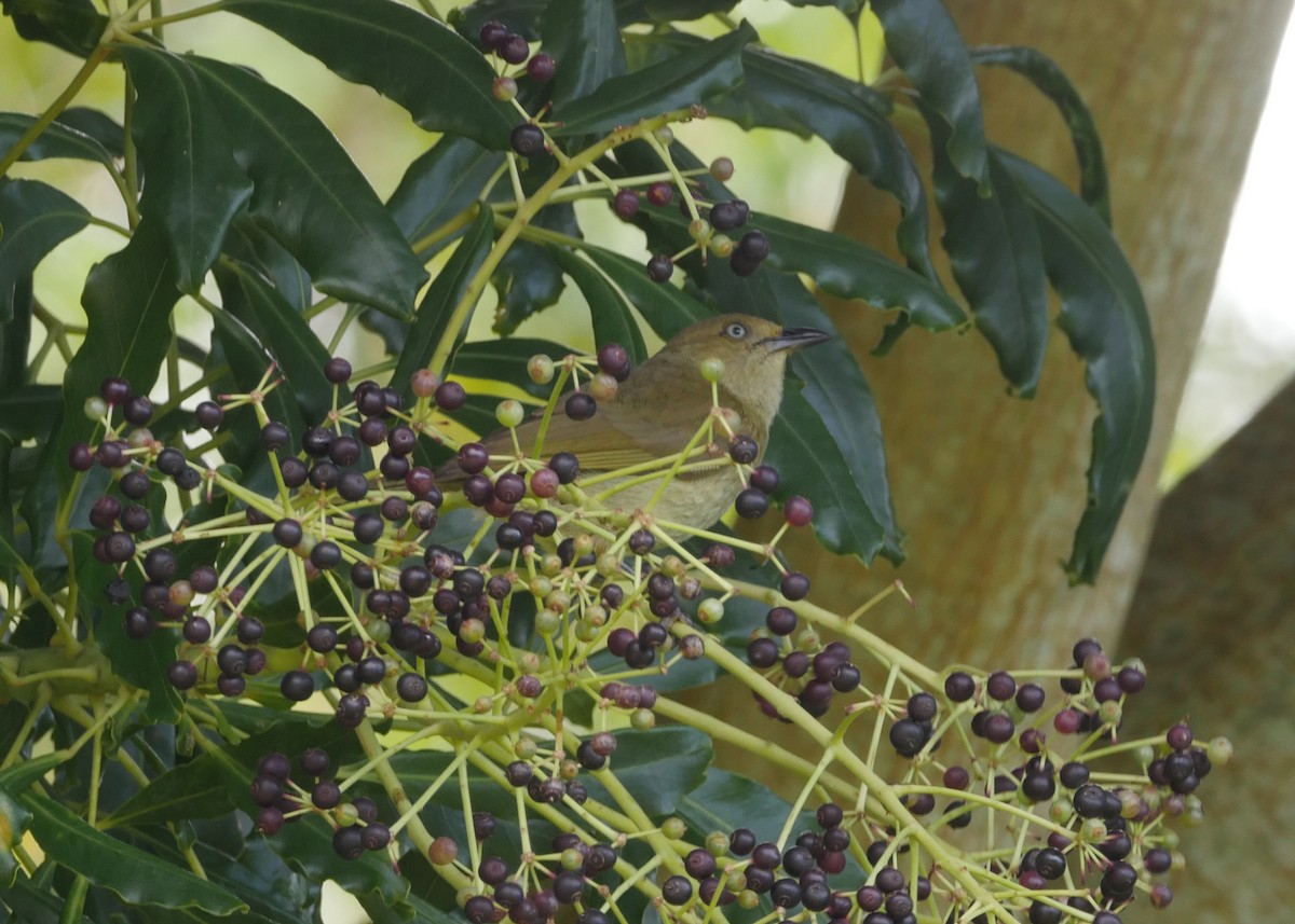 Sombre Greenbul - ML644560947
