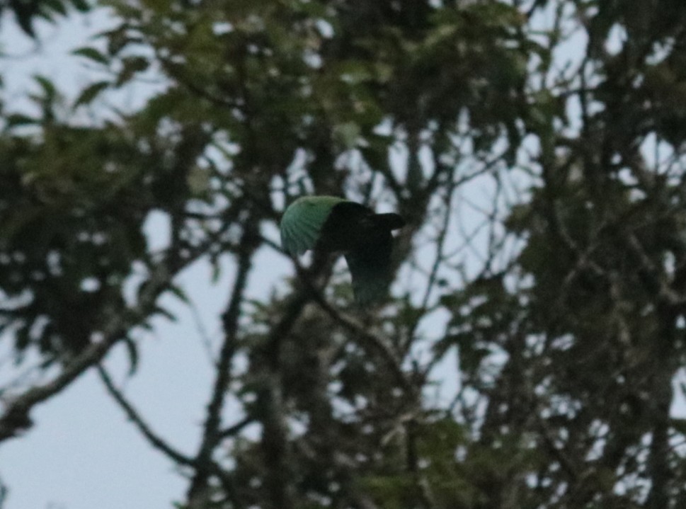 Scaly-headed Parrot - ML644560962