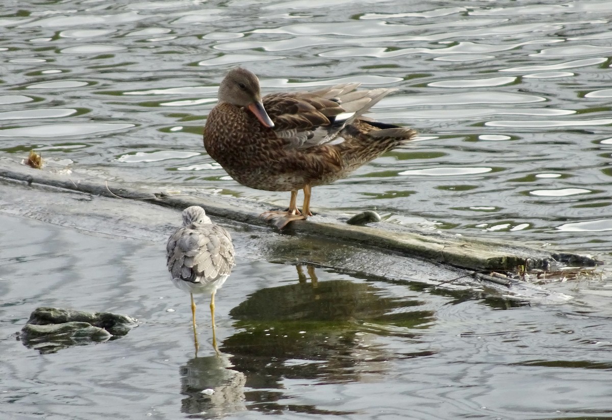 Нерозень - ML644560968