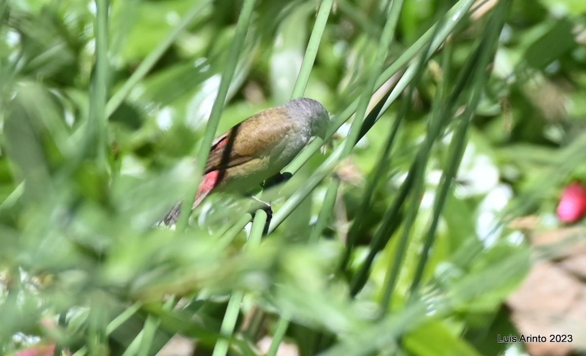 Астрильд ефіопський - ML644560971