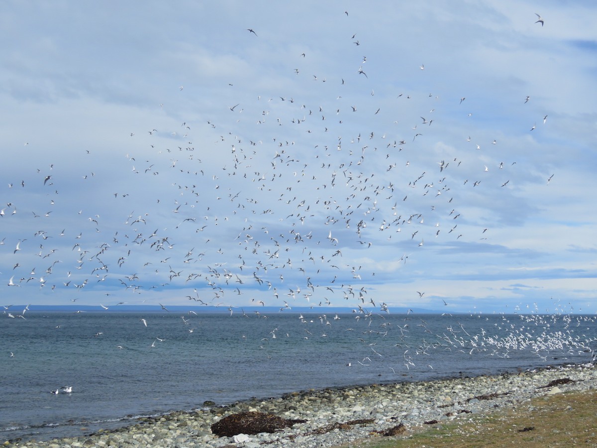 South American Tern - ML644560978