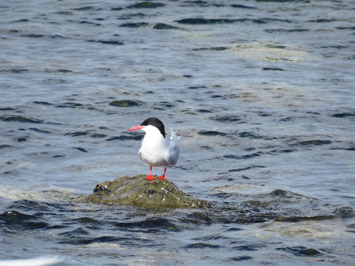 South American Tern - ML644560979