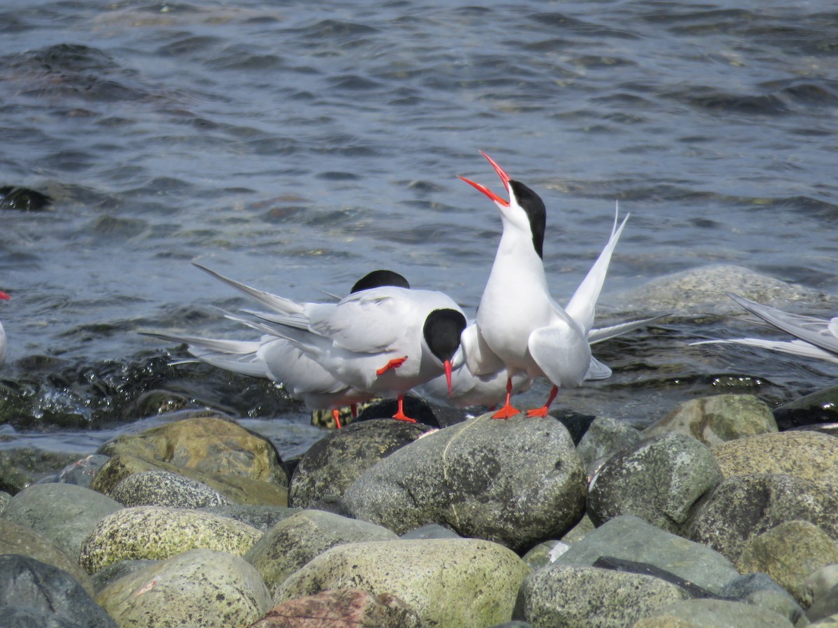 South American Tern - ML644560980