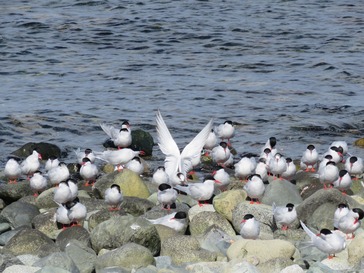 South American Tern - ML644560981