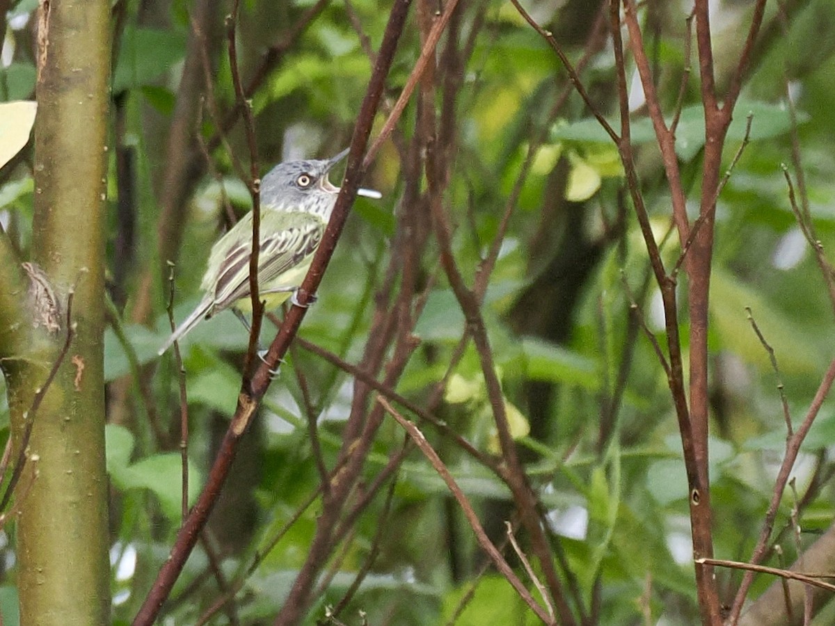 Spotted Tody-Flycatcher - ML644560994