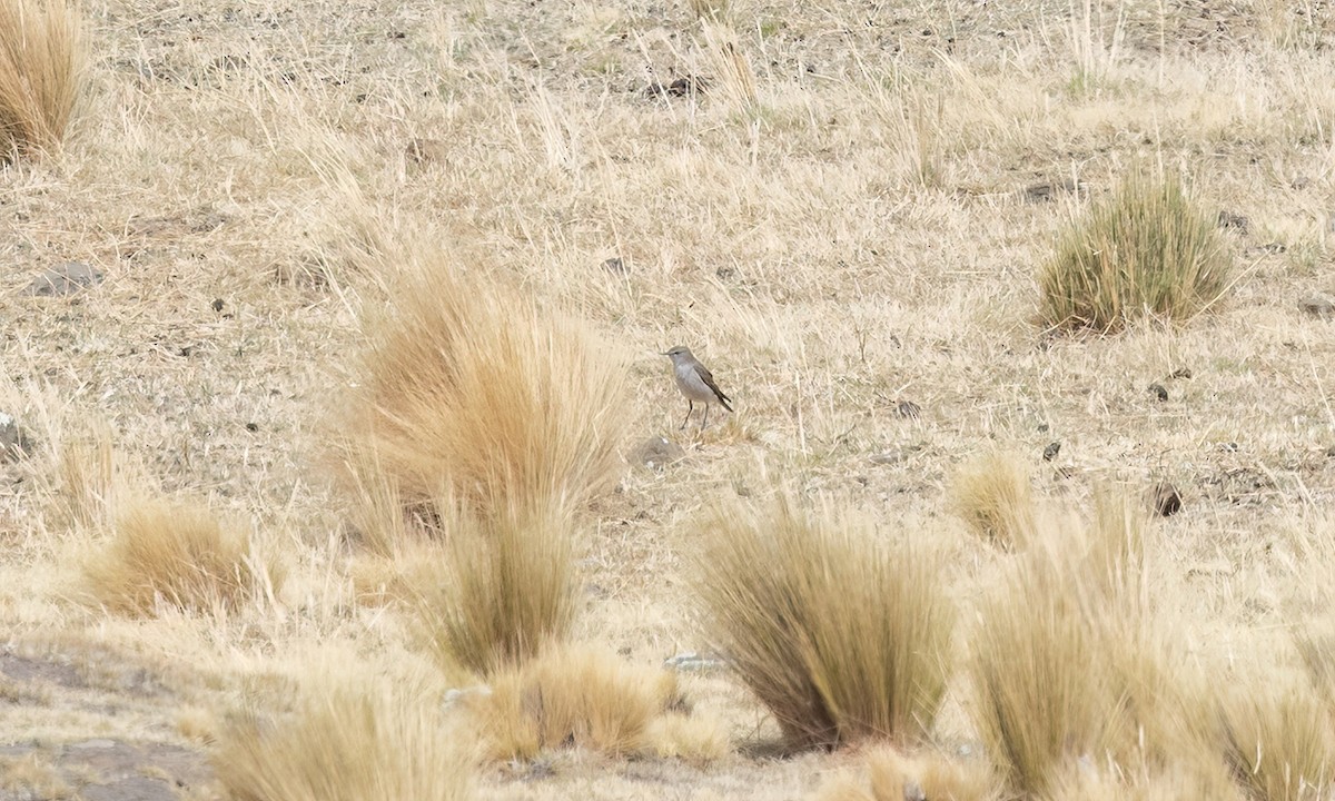 White-browed Ground-Tyrant - ML644561009