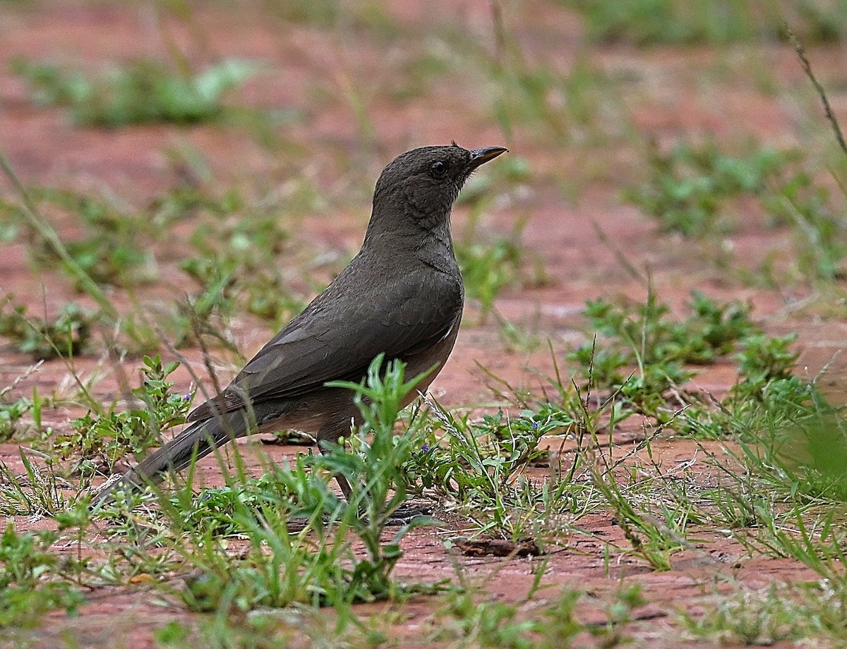 Zorzal Piquinegro - ML644561024