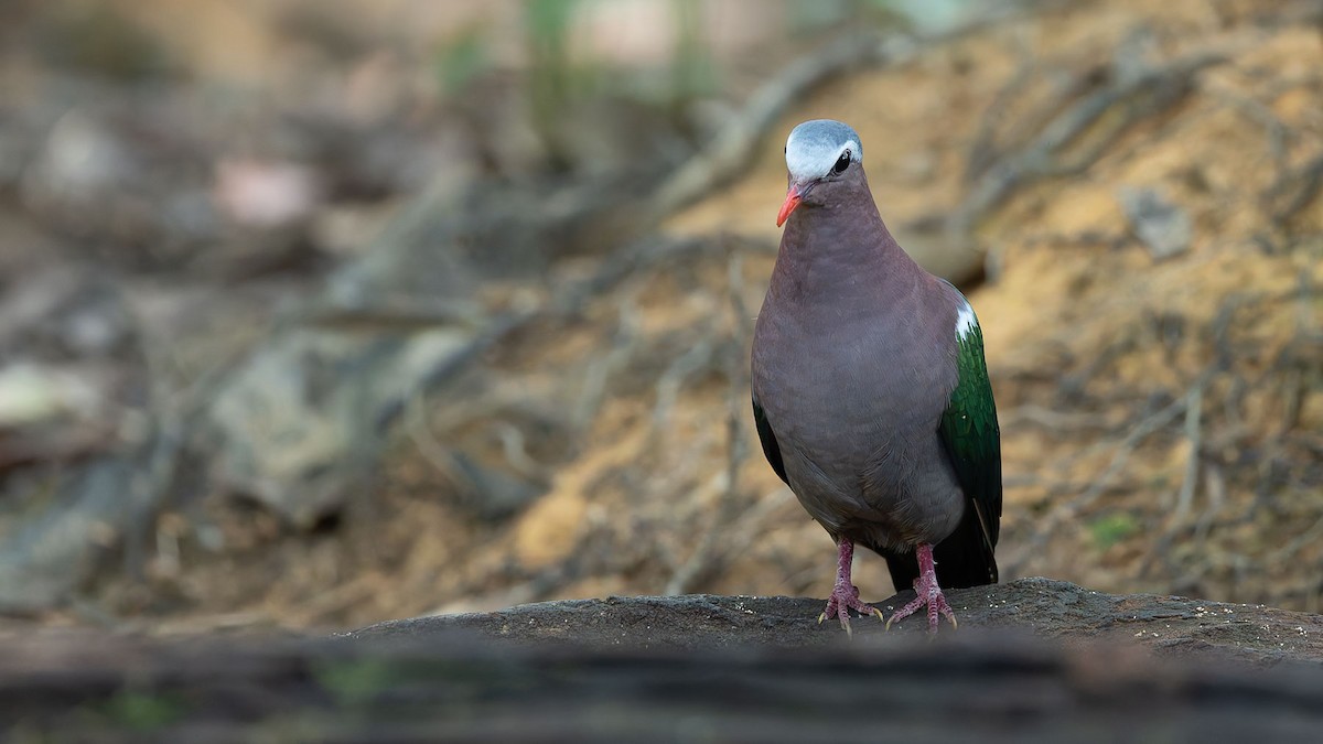 Asian Emerald Dove - ML644561027