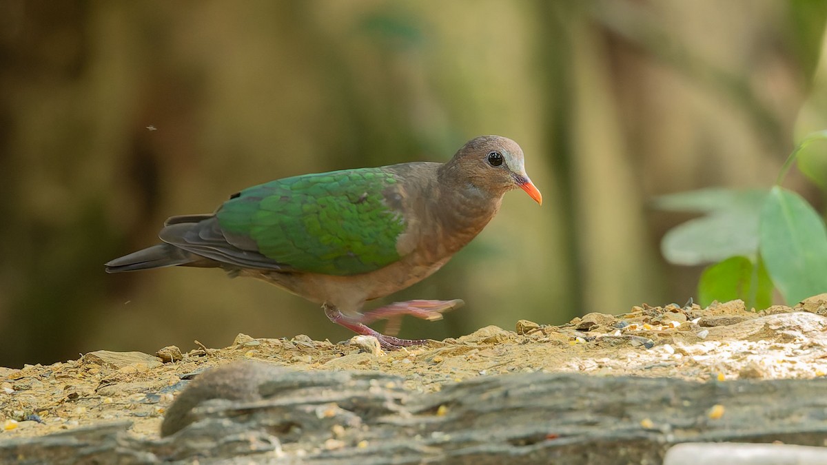 Asian Emerald Dove - ML644561028