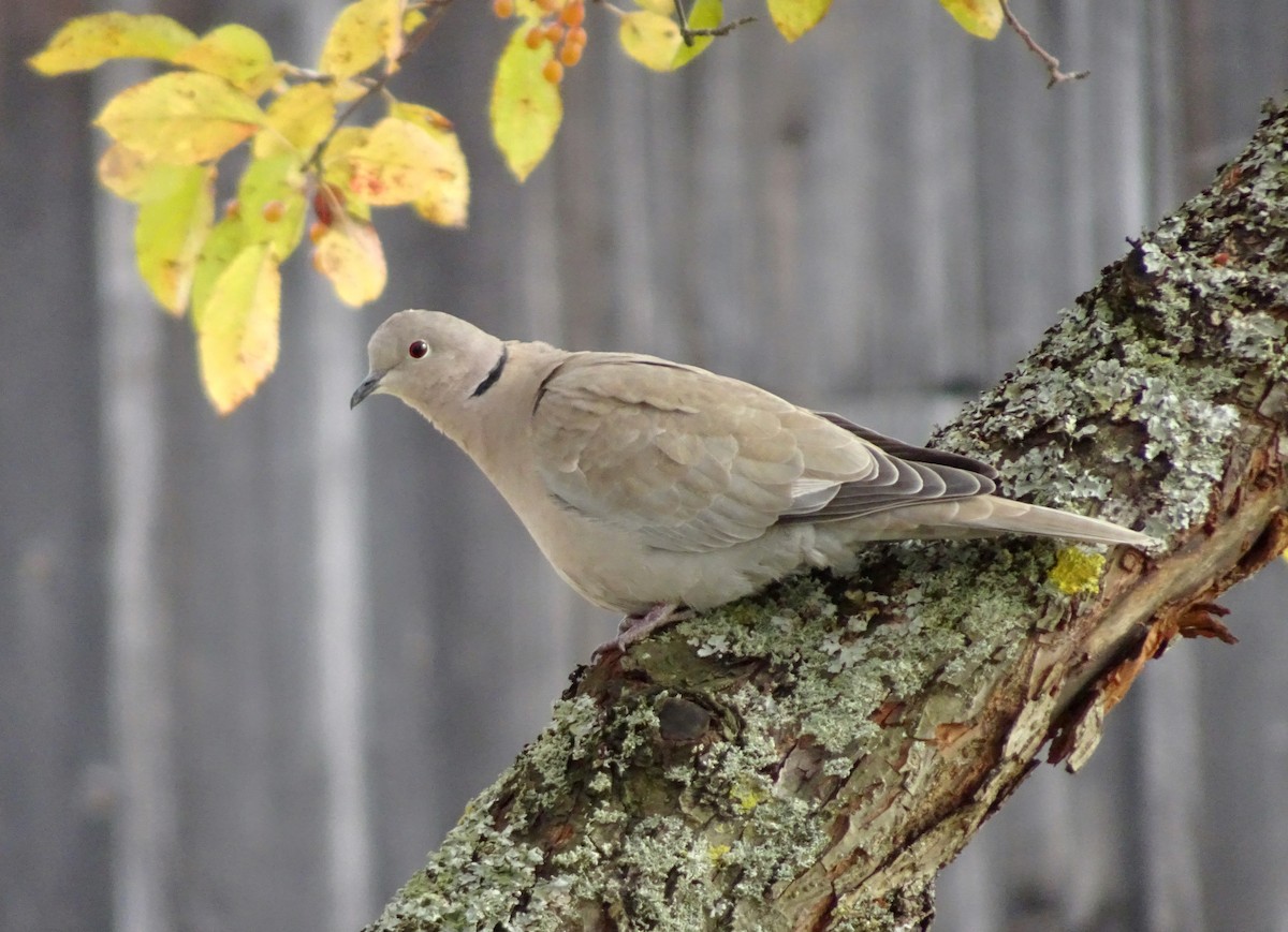 Eurasian Collared-Dove - ML644561029