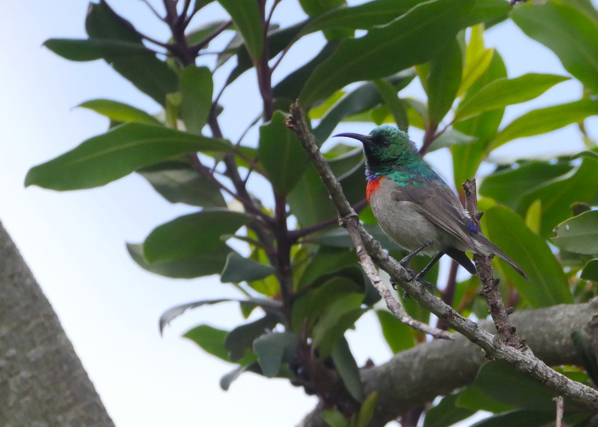 Southern Double-collared Sunbird - ML644561035