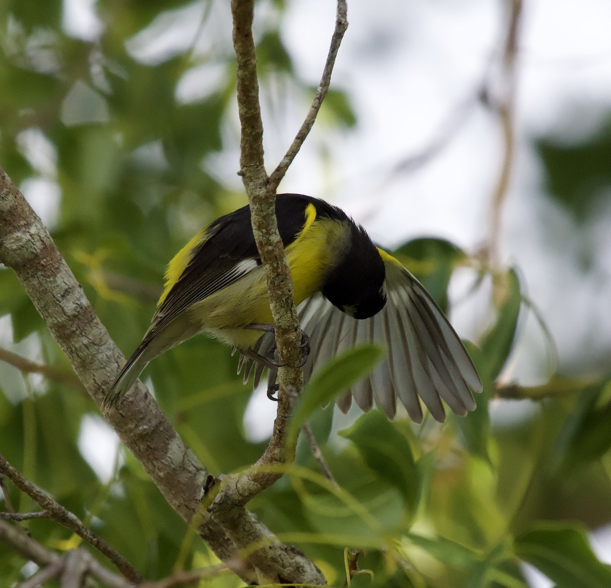 Sucrier à ventre jaune (groupe flaveola) - ML644561037