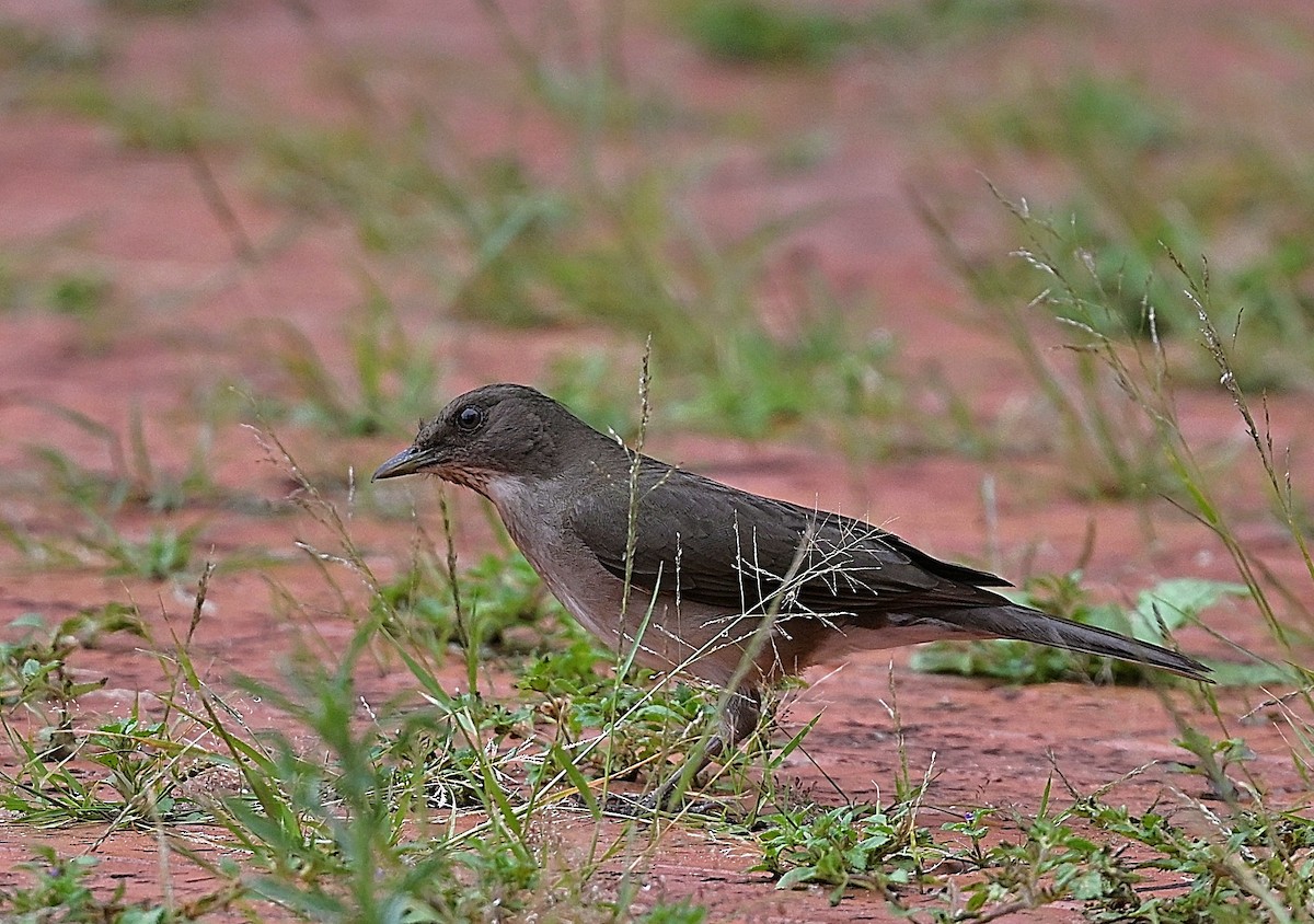 Zorzal Piquinegro - ML644561040