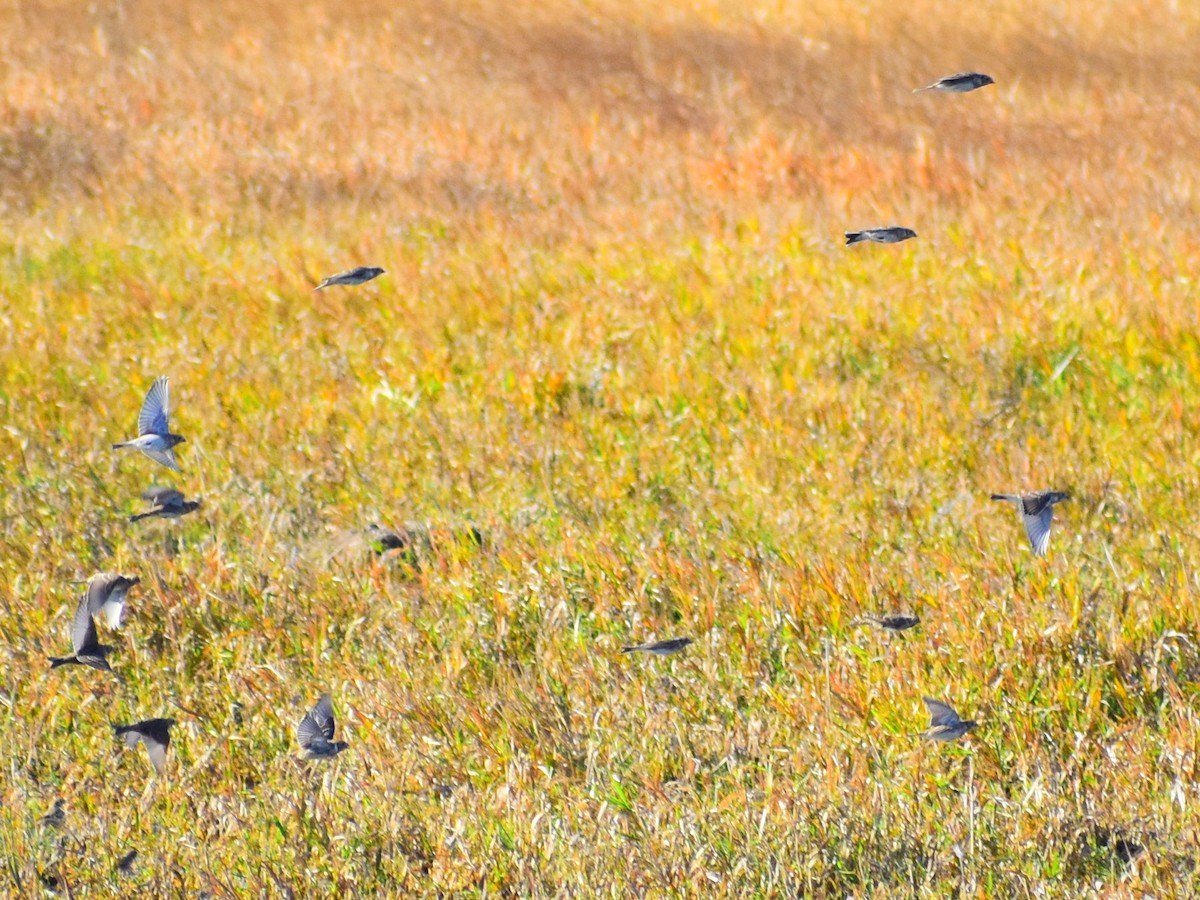 Plectrophane lapon - ML644561044