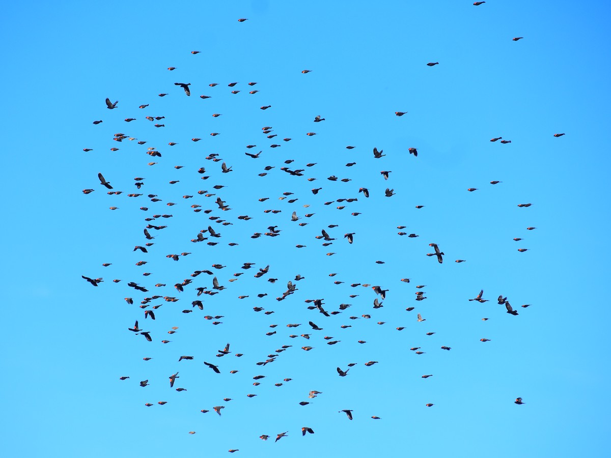 vlhovec červenokřídlý - ML644561047